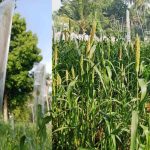Crop loss due to rain nears ₹100 crore; Kerala seeks ₹110 crore central aid